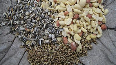 Fågelfrö på Äpplets dag!