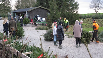 Julgranar från Norregårdens julgransodling