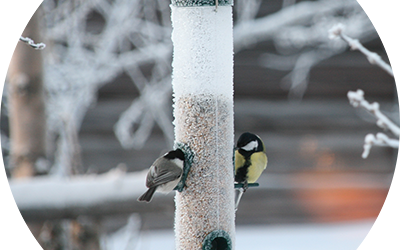 Fågellördag 28 Januari