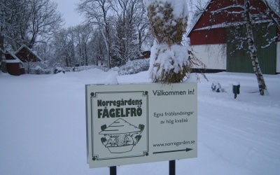 Julkärve till fåglarna