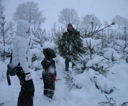 julgransyra-i-norregardens-julgransodling