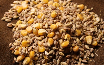 Till Hönsen: Agdas Kackelblandning