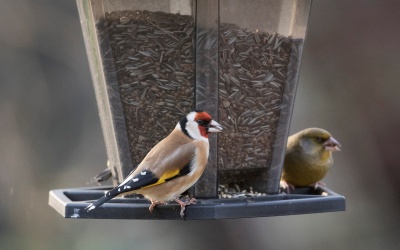 Vinterfåglar inpå knuten