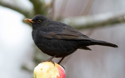 Helgens Vinterfågelräkning!
