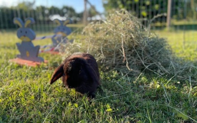 Ebba säljer Kaninhö