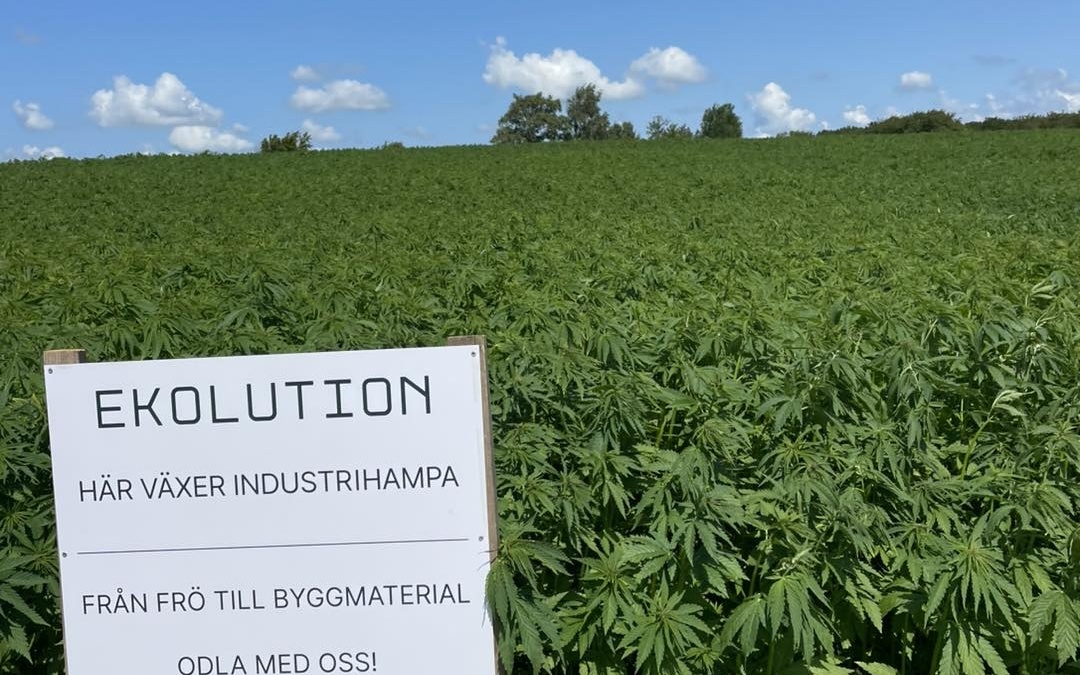 Hampa på Norregården!